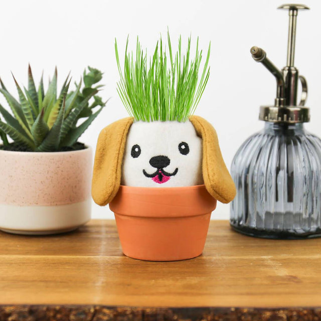 Grow Pals Dog Grow Kit