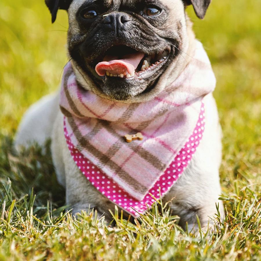 Pink bandana dog clearance collar