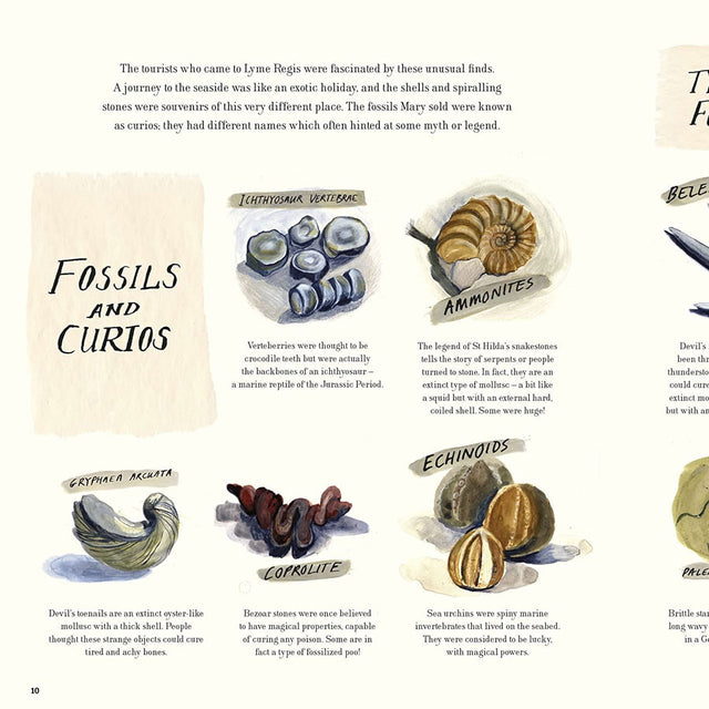 The Fossil Hunter Children's Book