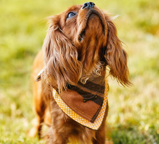 Amber Check Tweed Dog Bandana