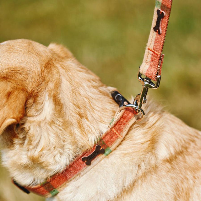 Camel Check Dog Collar and Lead Set