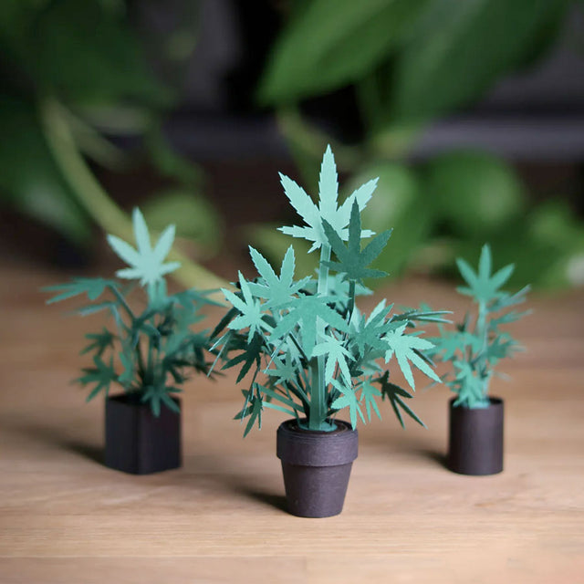 Pikkii Roll Your Own Weed Plants Paper Kit Close Up