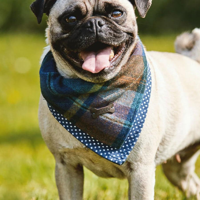 Blue Check Tweed Dog Bandana