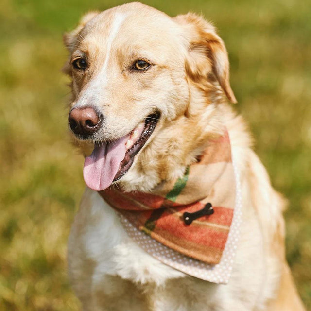 Camel Check Tweed Dog Bandana